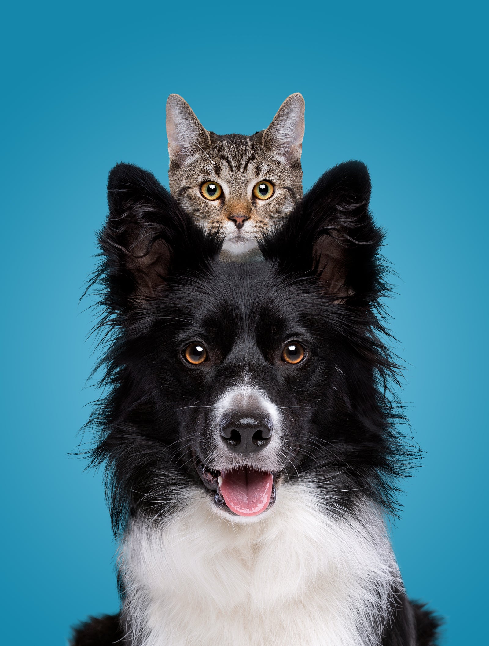 cat and dog